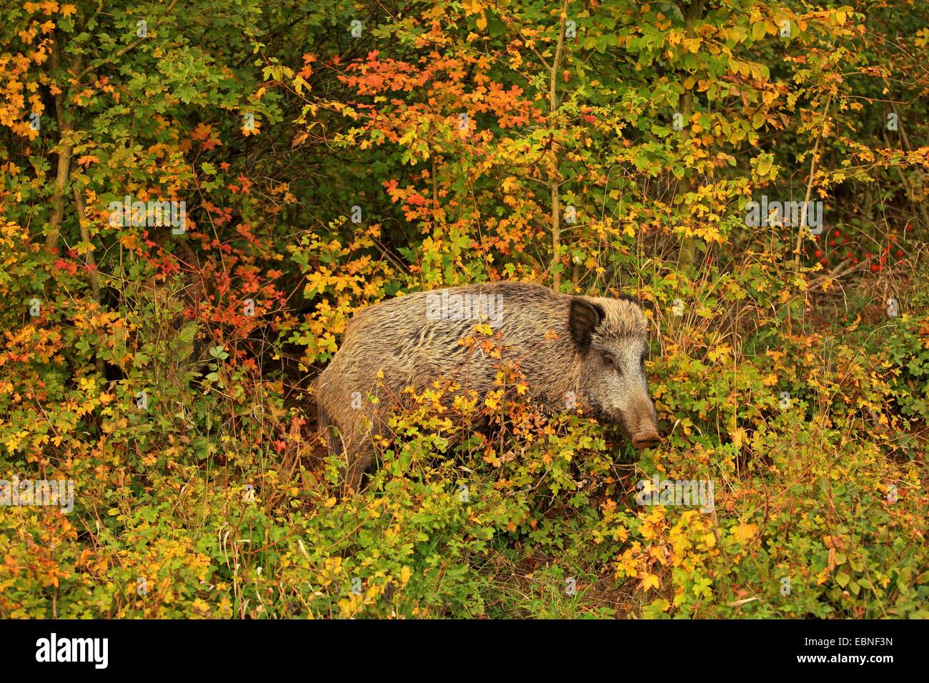 Le sanglier, le porc, le sanglier (Sus scrofa), debout dans le fourré, Allemagne, Bade-Wurtemberg Banque D'Images