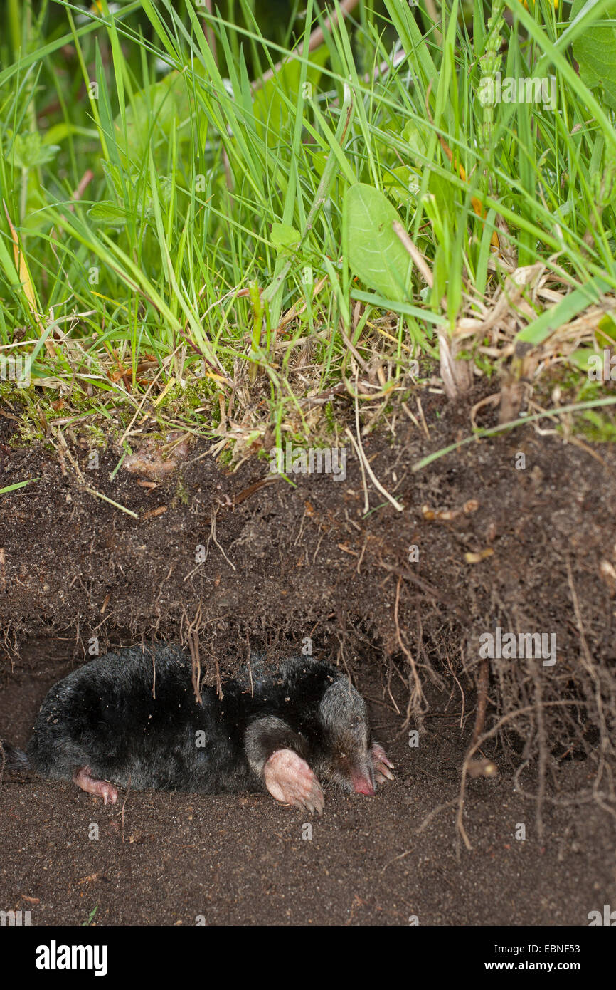 Taupe taupe commun européen, nord, mole (Talpa europaea), dans son passage souterrain, Allemagne Banque D'Images