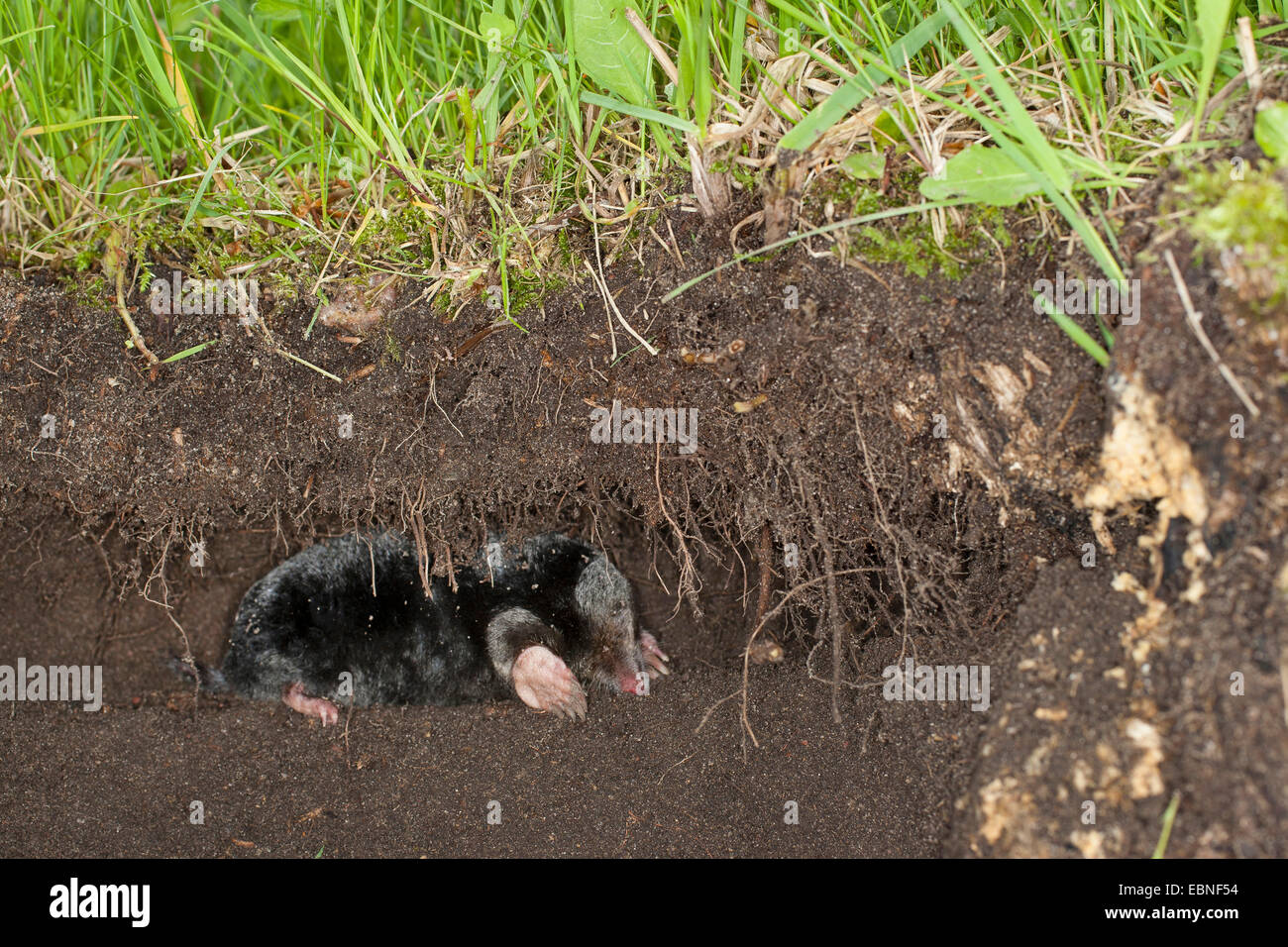 Taupe taupe commun européen, nord, mole (Talpa europaea), dans son passage souterrain, Allemagne Banque D'Images