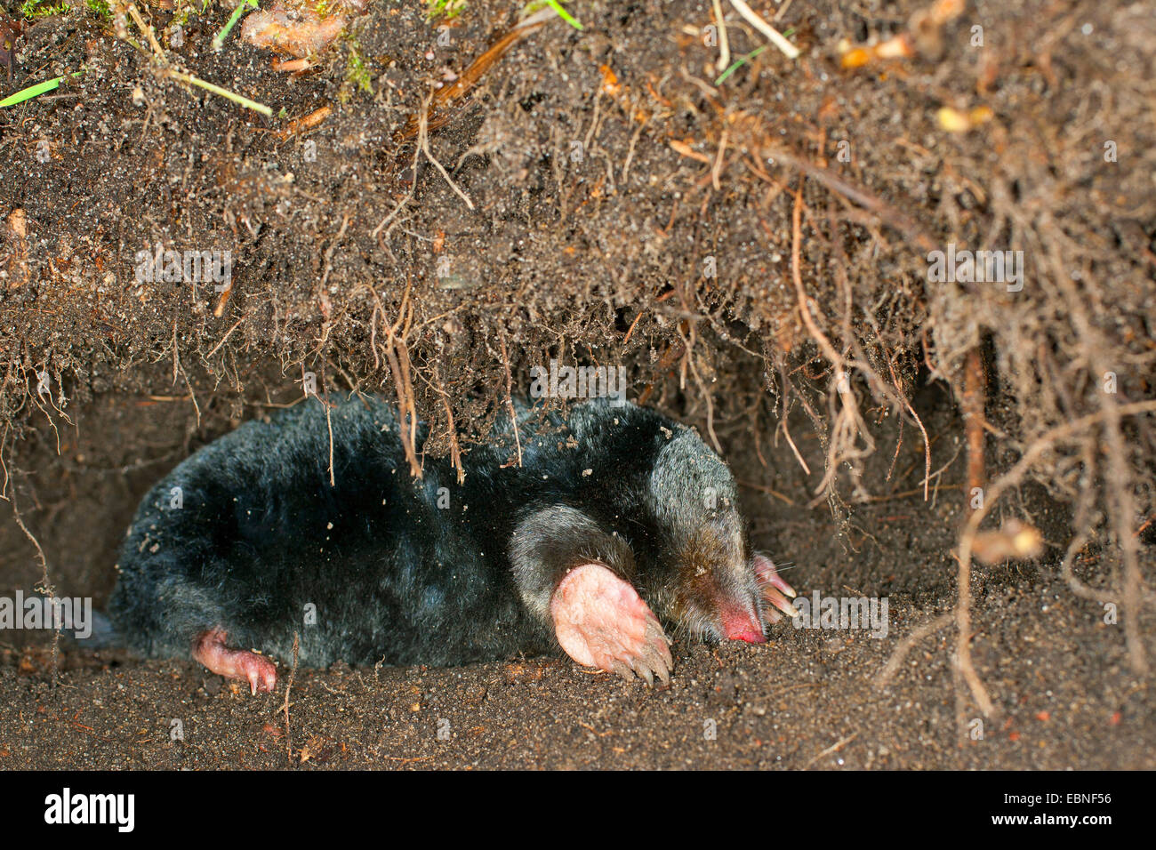 Taupe taupe commun européen, nord, mole (Talpa europaea), dans son passage souterrain, Allemagne Banque D'Images