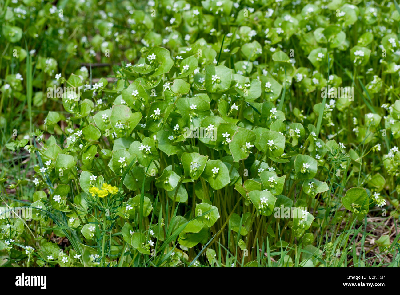 Le pourpier d'hiver, miner la mâche, laitue (Claytonia perfoliata chez les mineurs), la floraison, l'Allemagne, l'Griesheimer Duene Banque D'Images