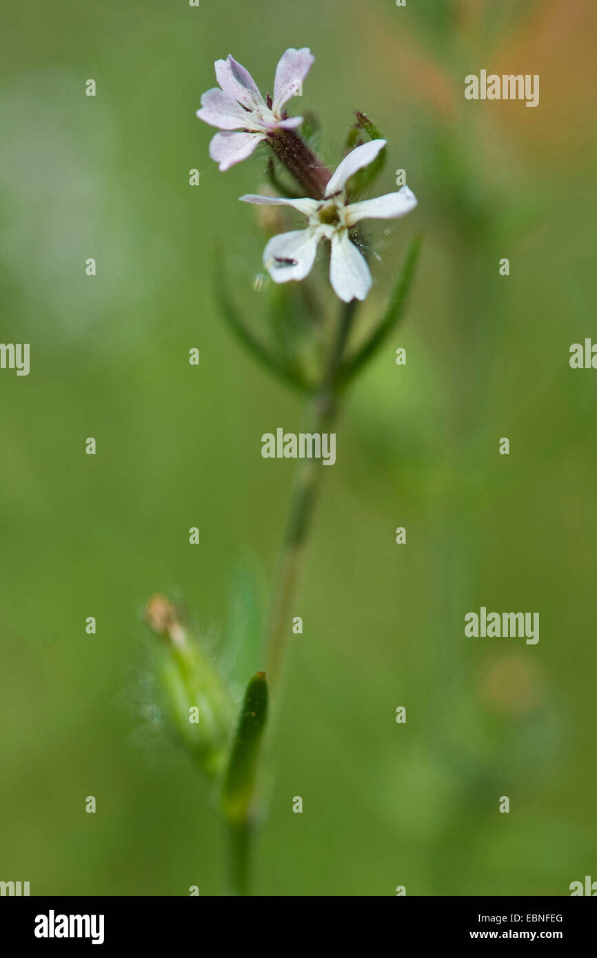 English scouler, petite fleur Scouler (Silene gallica), inflorescence Banque D'Images