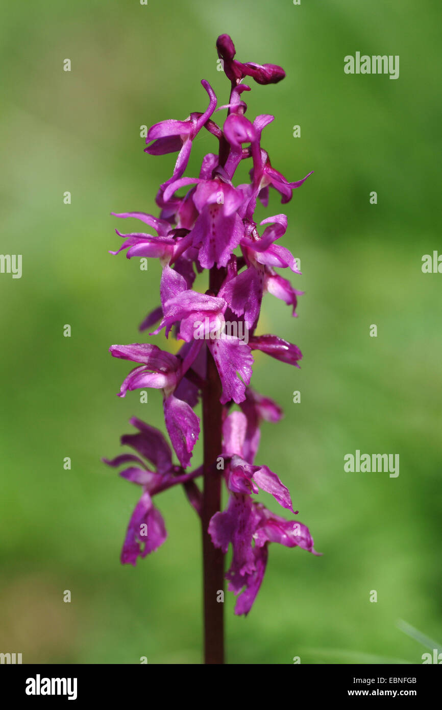 Début-pink orchid (Orchis mascula), l'inflorescence, la Suisse, l'Oberland bernois Banque D'Images