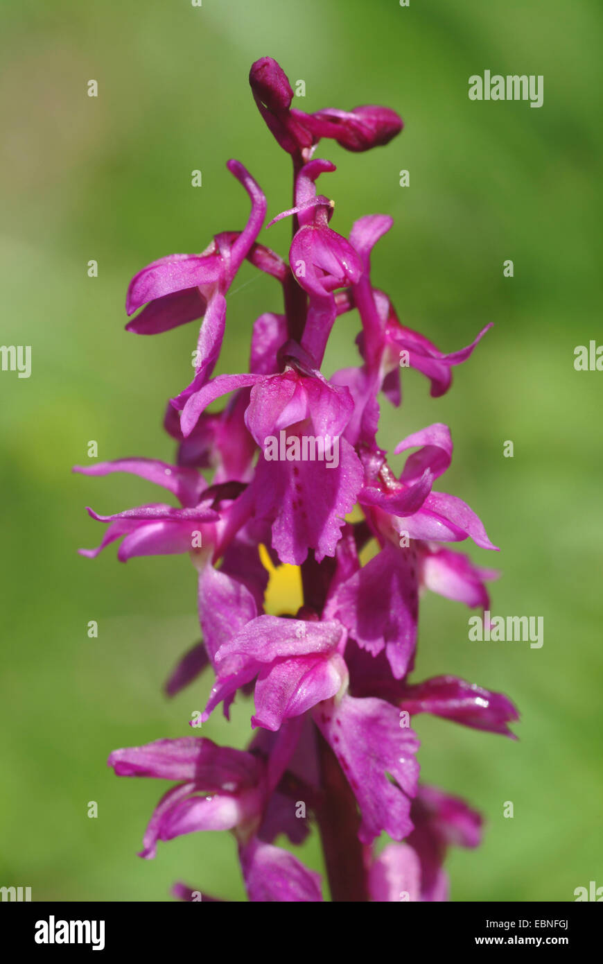 Début-pink orchid (Orchis mascula), l'inflorescence, la Suisse, l'Oberland bernois Banque D'Images