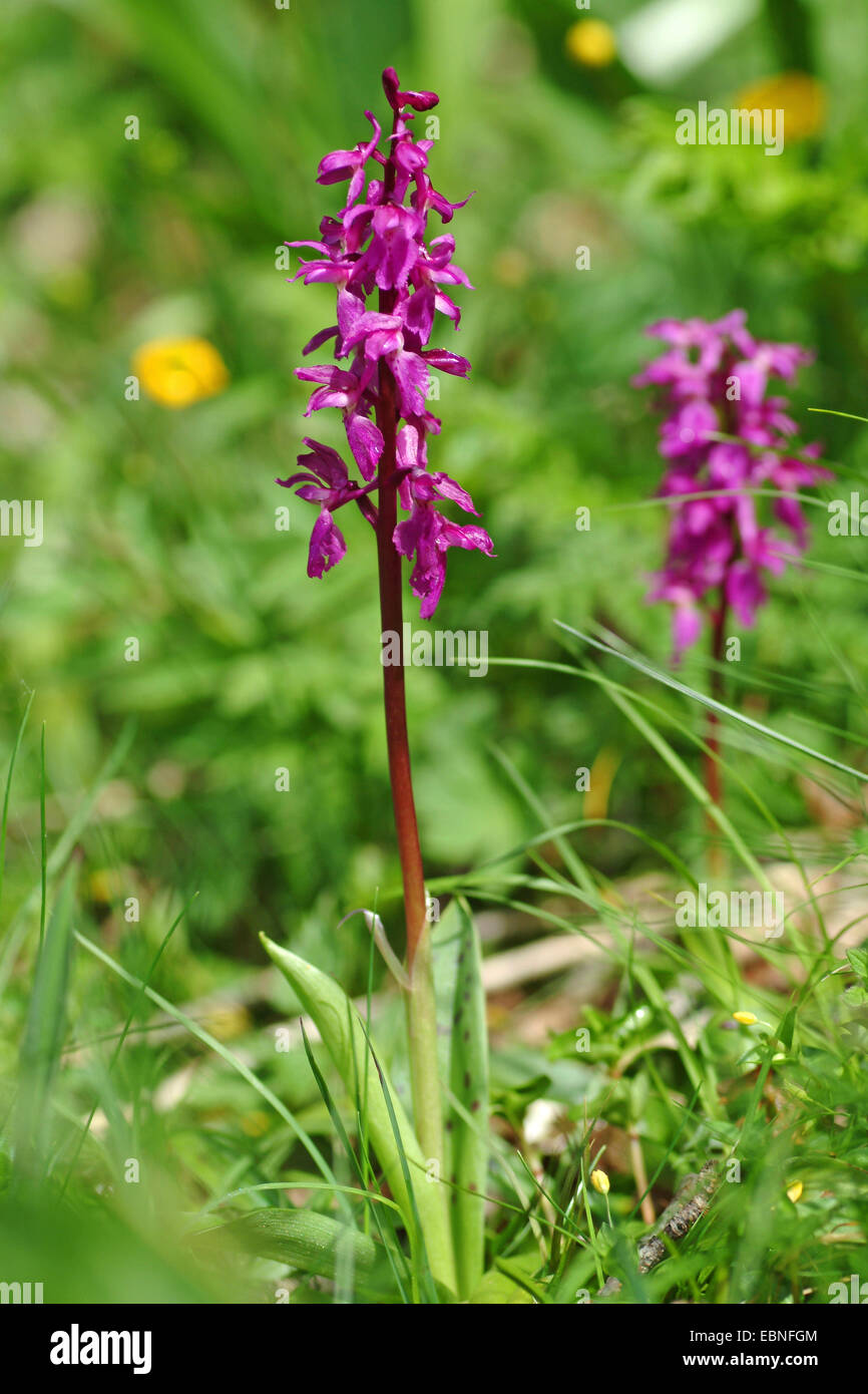 Début-pink orchid (Orchis mascula), la floraison, la Suisse, l'Oberland bernois Banque D'Images