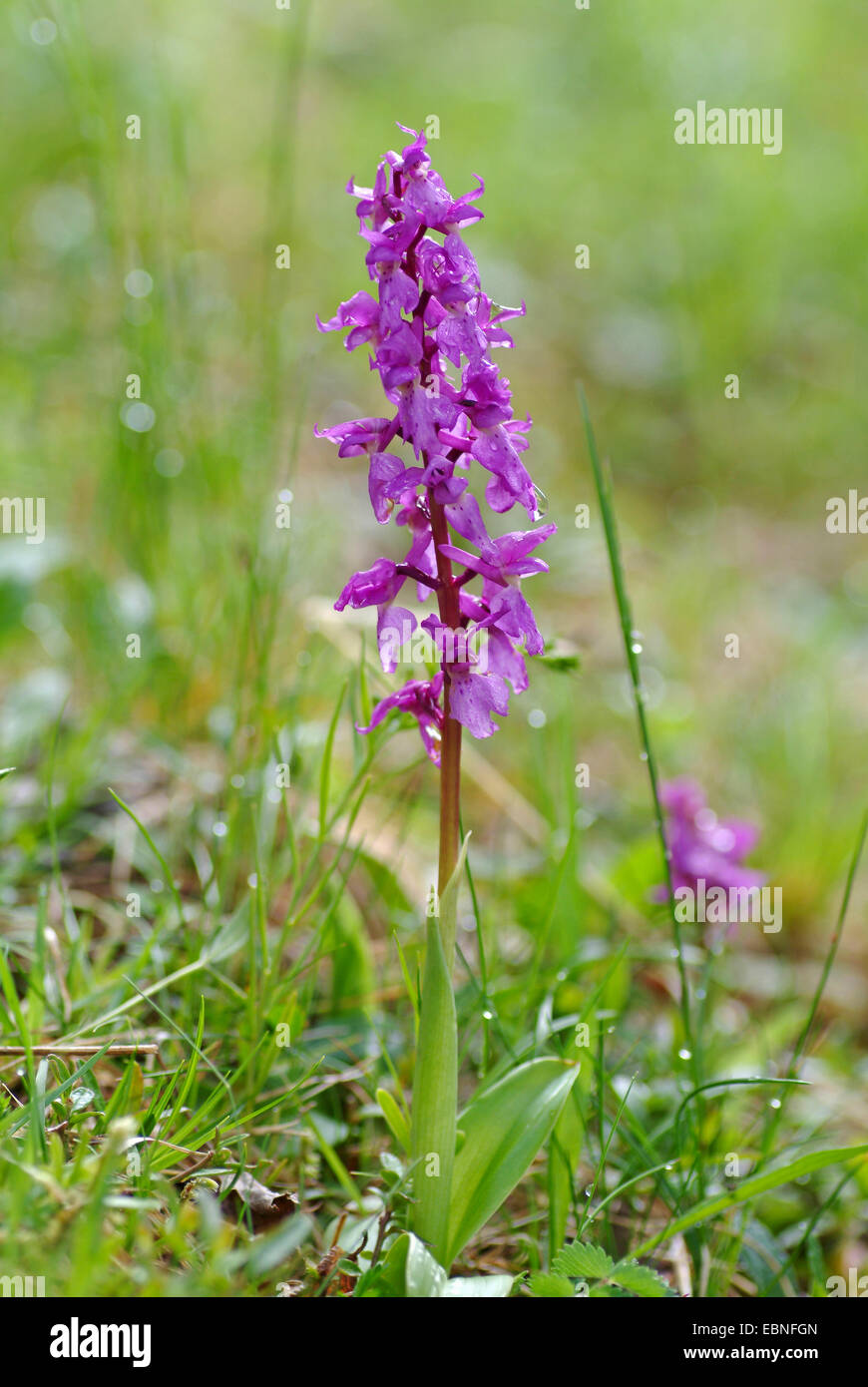 Début-pink orchid (Orchis mascula), la floraison, la Suisse, l'Oberland bernois Banque D'Images