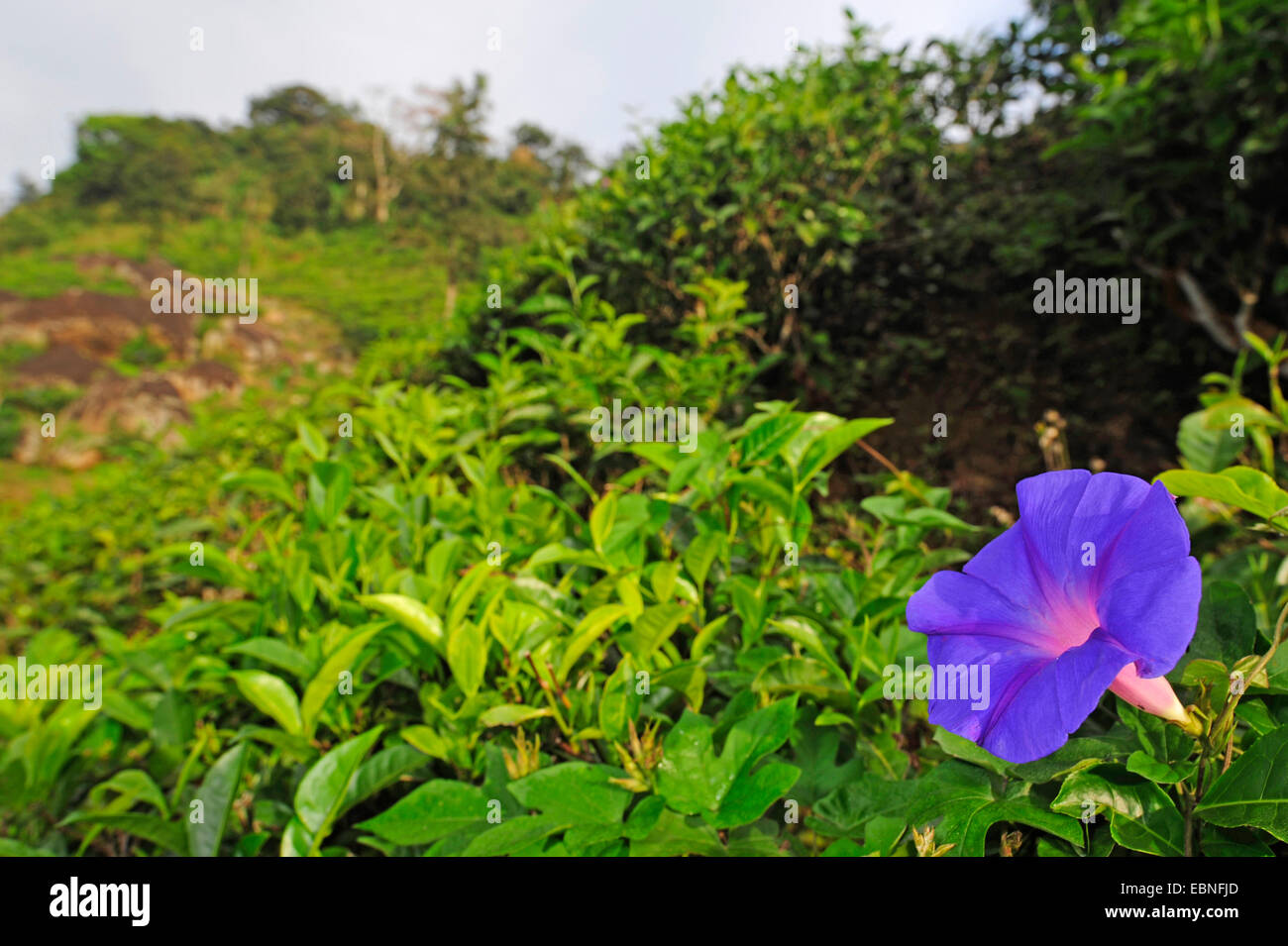 L'aube bleu Fleur, Oceanblue-matin gloire, matin bleu (Ipomoea-spec.), qui fleurit dans une plantation de thé, Sri Lanka Banque D'Images