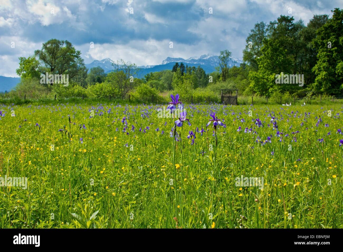 Iris de Sibérie (Iris sibirica), qui fleurit dans un marais prairie avec Alpes en beackground, Allemagne, Bavière, le lac de Chiemsee Banque D'Images