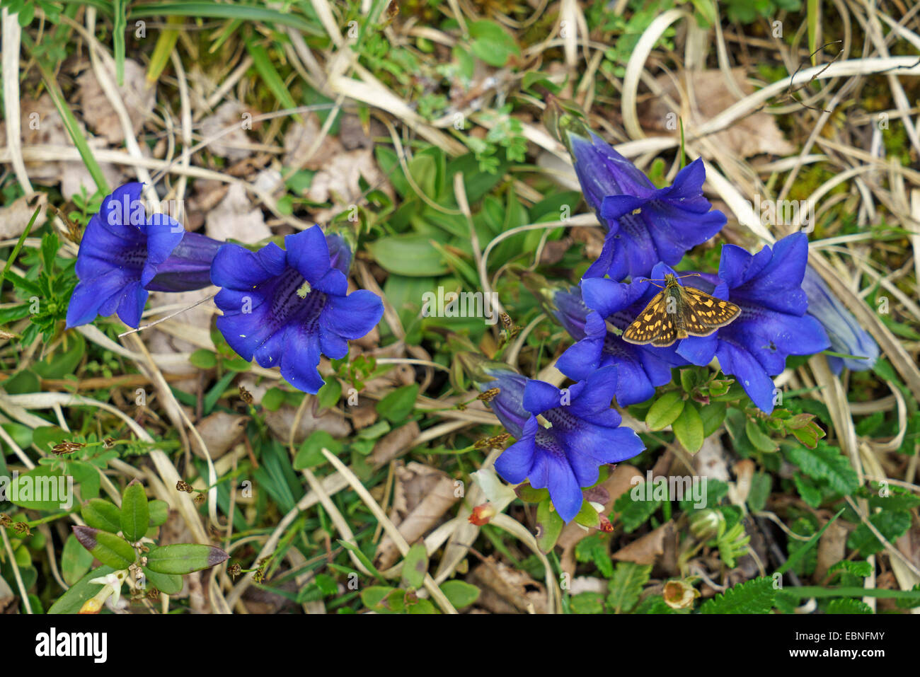 Carterocephalus palaemon hespérie (damier), skipper à damiers sur gentiane acaule, Gentiana acaulis, Autriche, Tyrol, Planseegebiet Banque D'Images