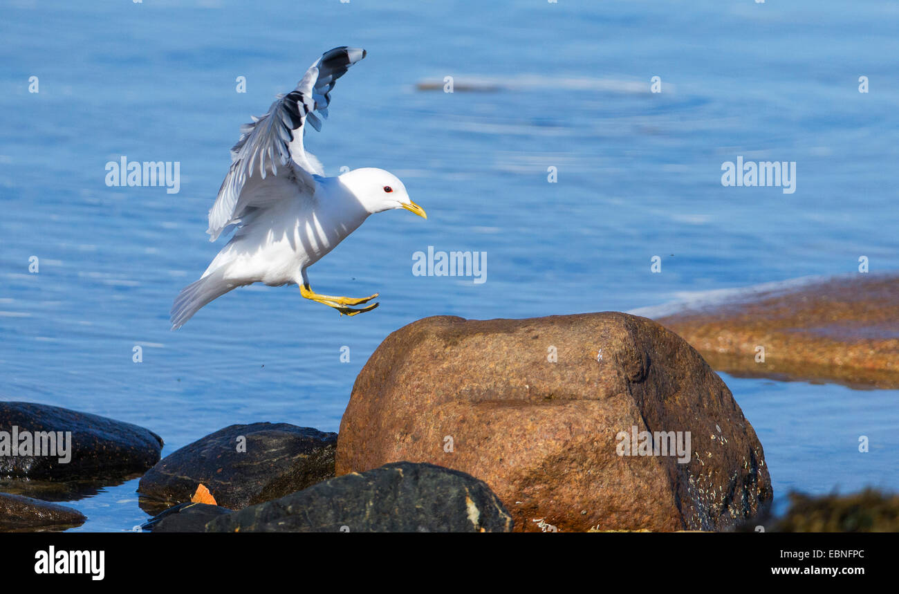Mew Gull (Larus canus), approche d'une pierre sur la côte, de la Norvège, Troms Banque D'Images