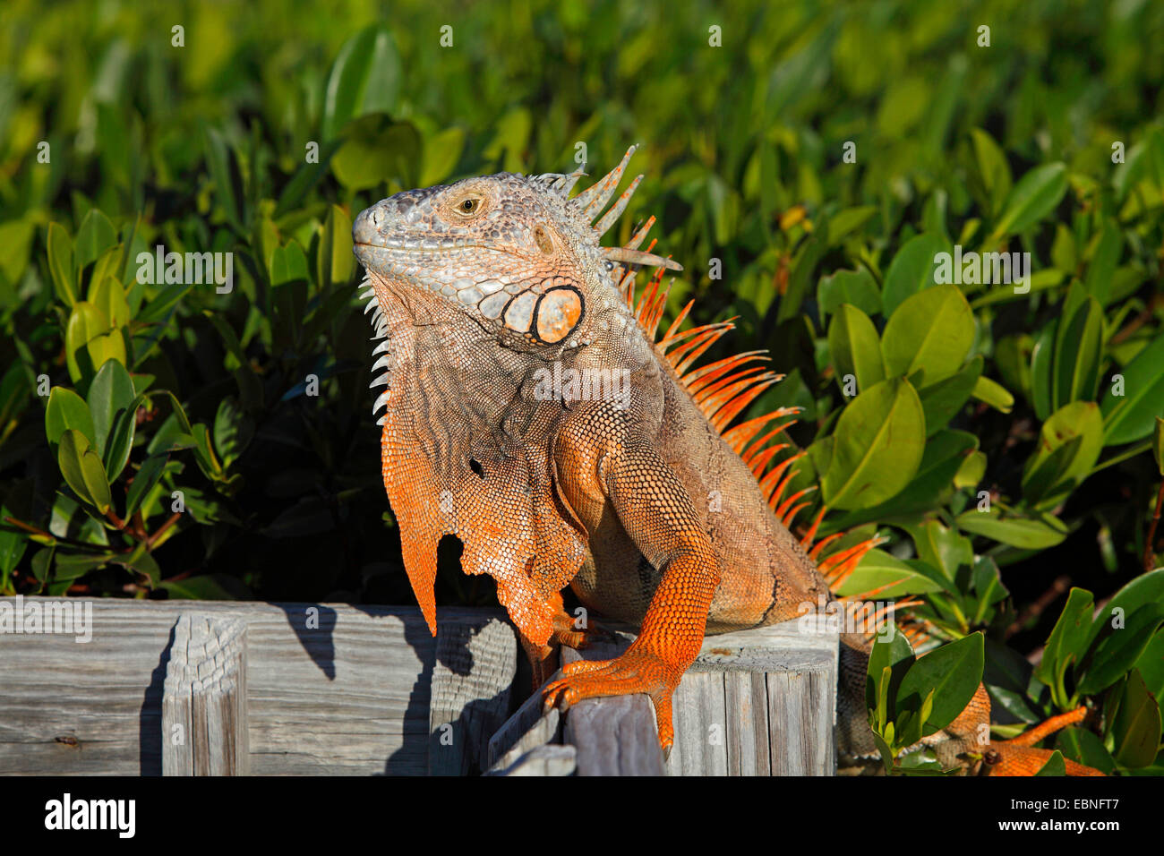 Iguane vert, Iguana iguana iguana (commune), homme assis sur une clôture, USA, Floride Banque D'Images