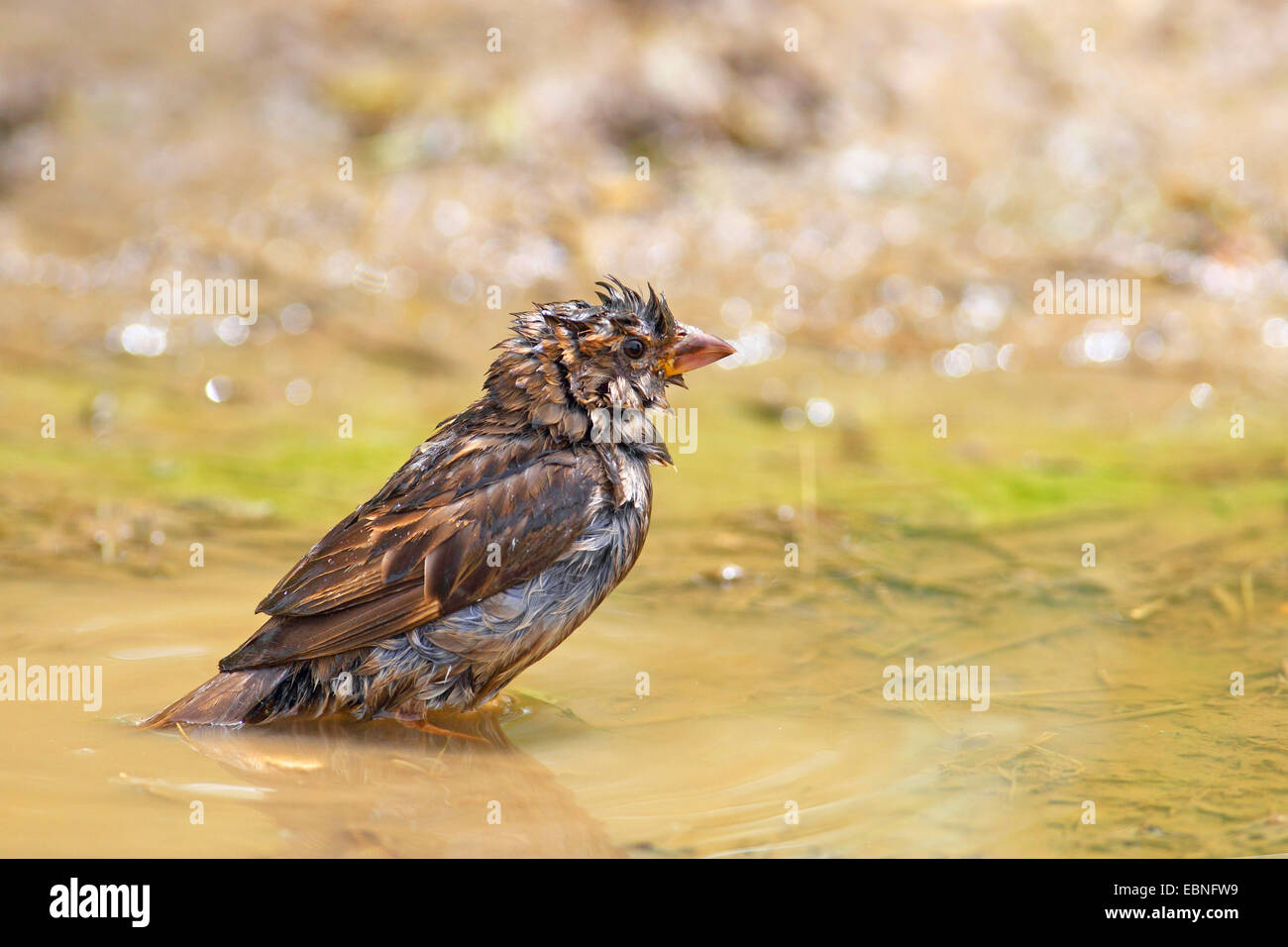 Moineau domestique (Passer domesticus), femme baignant dans un endroit humide, Bulgarie Banque D'Images