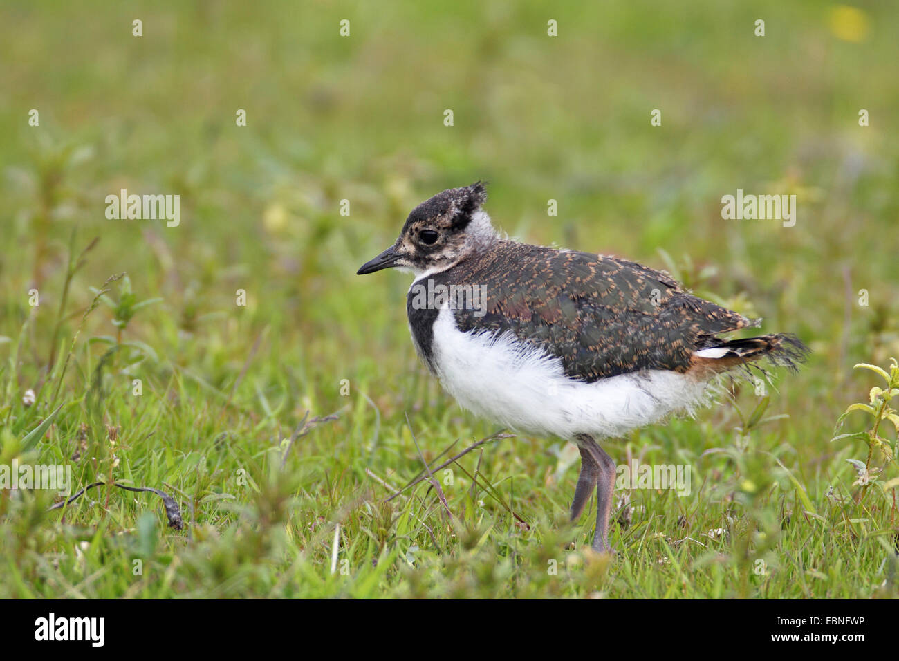 Le nord de sociable (Vanellus vanellus), pas d'oiseaux juvéniles à l'envol dans un pré, aux Pays-Bas, en Frise orientale Banque D'Images