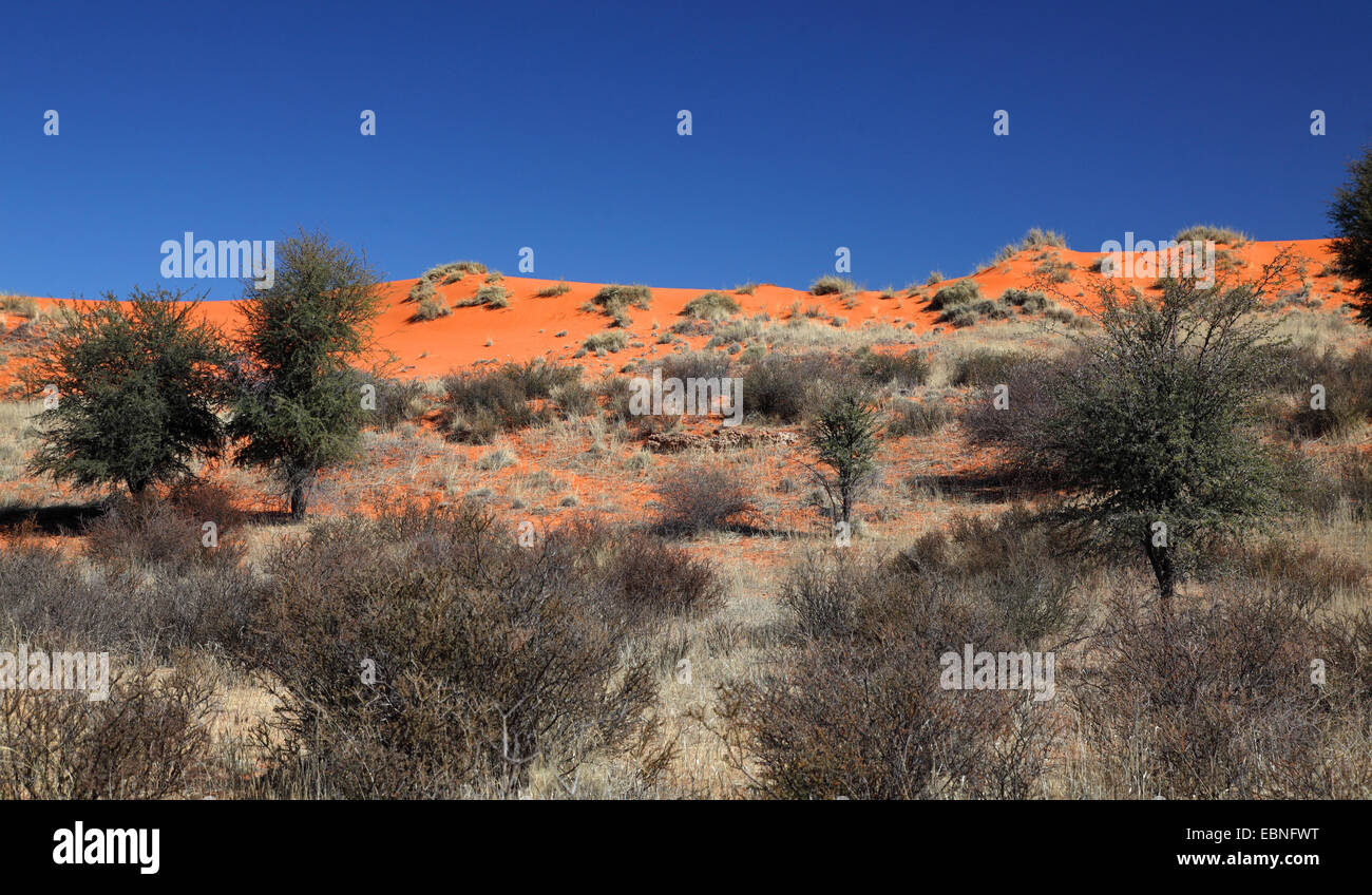 Kalahari red dunes près de Twee Rivieren, Afrique du Sud, Kgalagadi Transfrontier National Park Banque D'Images