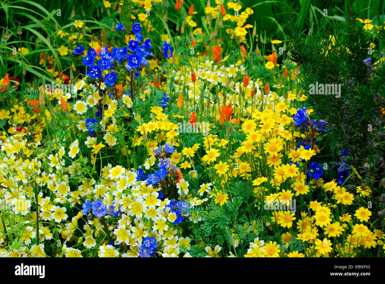 Fleurs sauvages annuelles, à la frontière des vignobles Fetzer Winery durable voir jardin, RHS Chelsea Flower Show 2007, Londres, Royaume-Uni. Banque D'Images