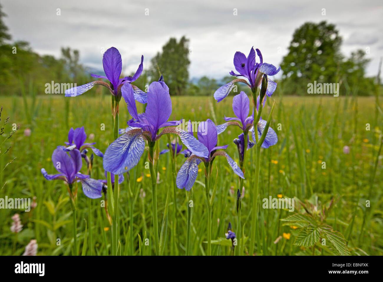 Iris de Sibérie (Iris sibirica), dans un pré en fleurs, en Allemagne, en Bavière, le lac de Chiemsee Banque D'Images