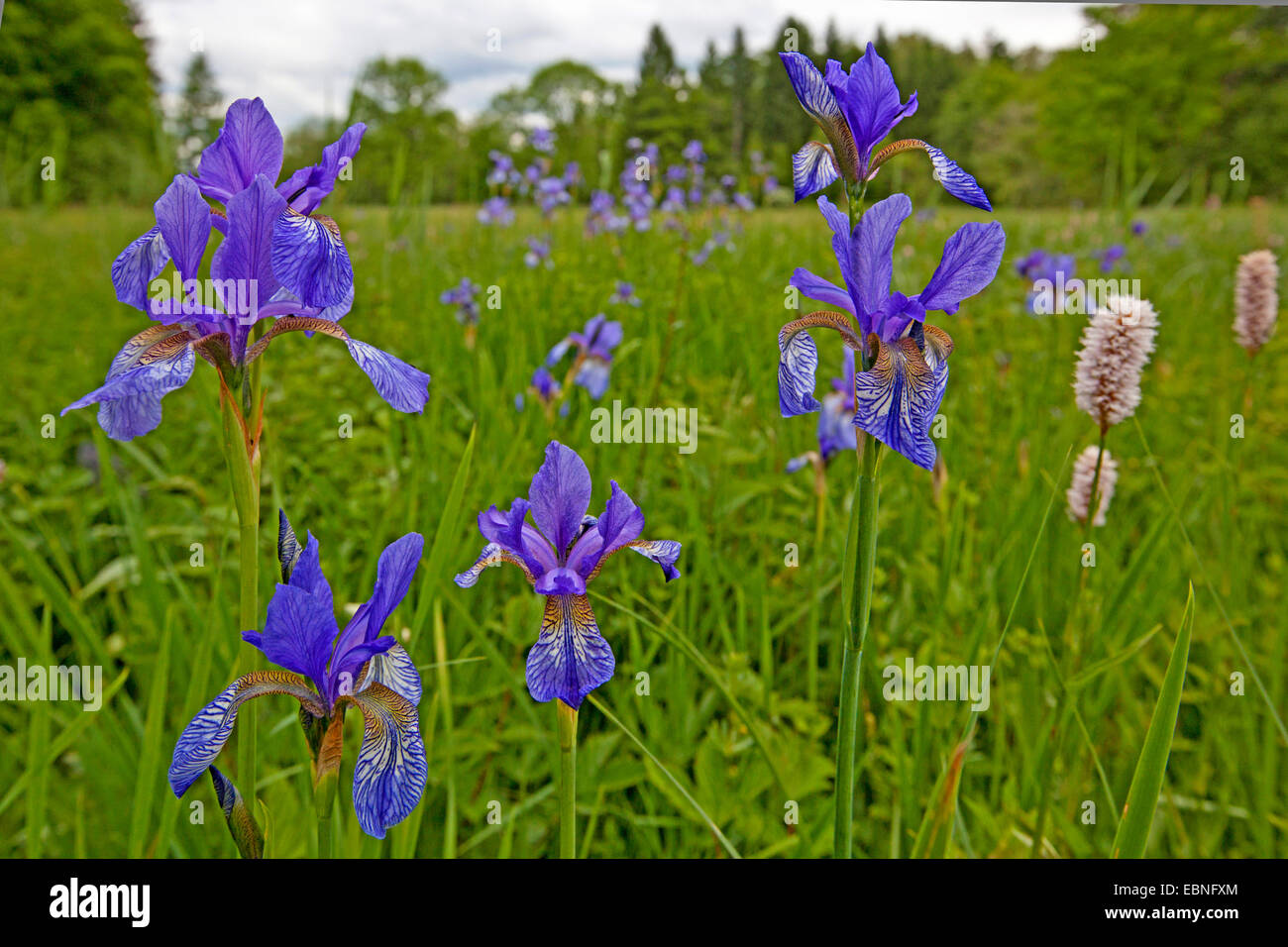 Iris de Sibérie (Iris sibirica), dans un pré en fleurs avec Prairie, la bistorte Bistorta officinalis, l'Allemagne, la Bavière, le lac de Chiemsee Banque D'Images