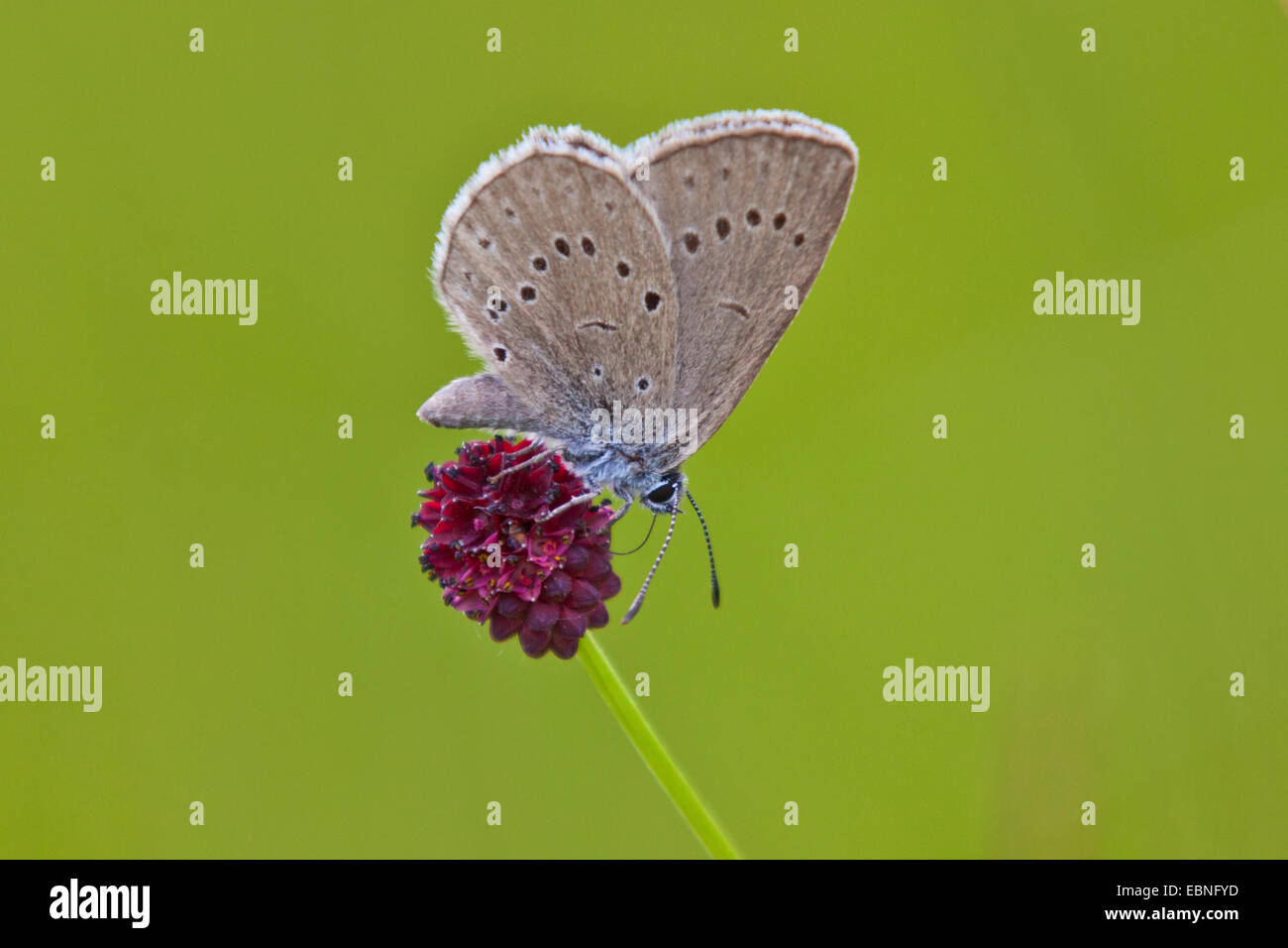 Grand bleu (Maculinea Arion), assis sur un Burnett, Allemagne, Bavière, Dorfen Banque D'Images