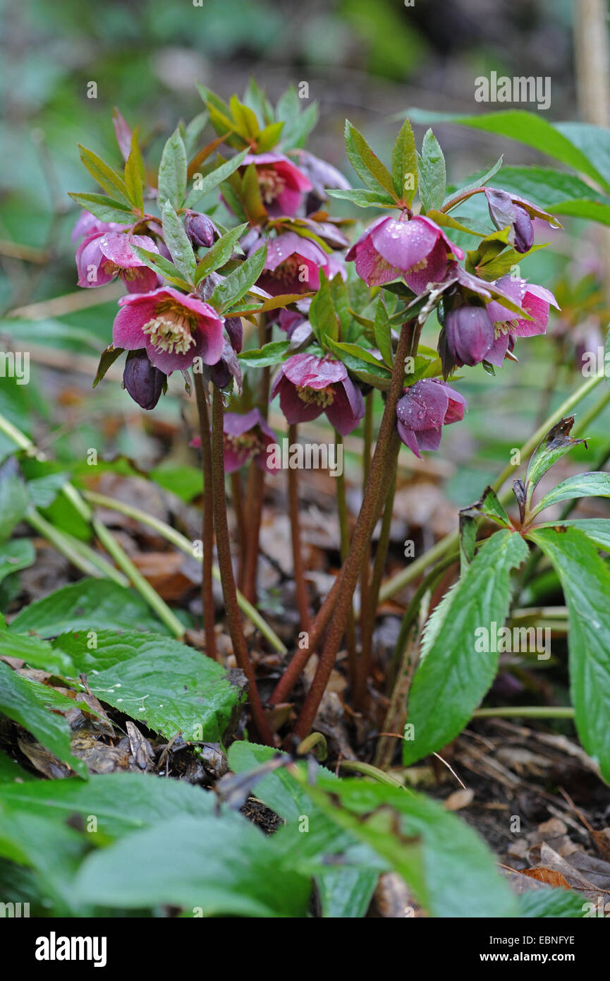 L'hellébore rouge (Helleborus 'Atrorubens', Helleborus atrorubens), blooming Banque D'Images