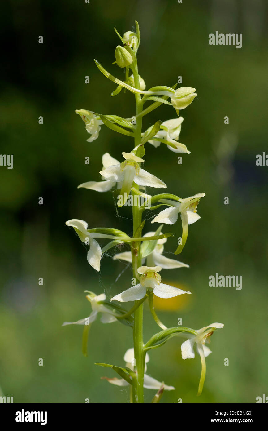 Papillon plus de l'Ouest (Platanthera chlorantha), inflorescence, Allemagne Banque D'Images