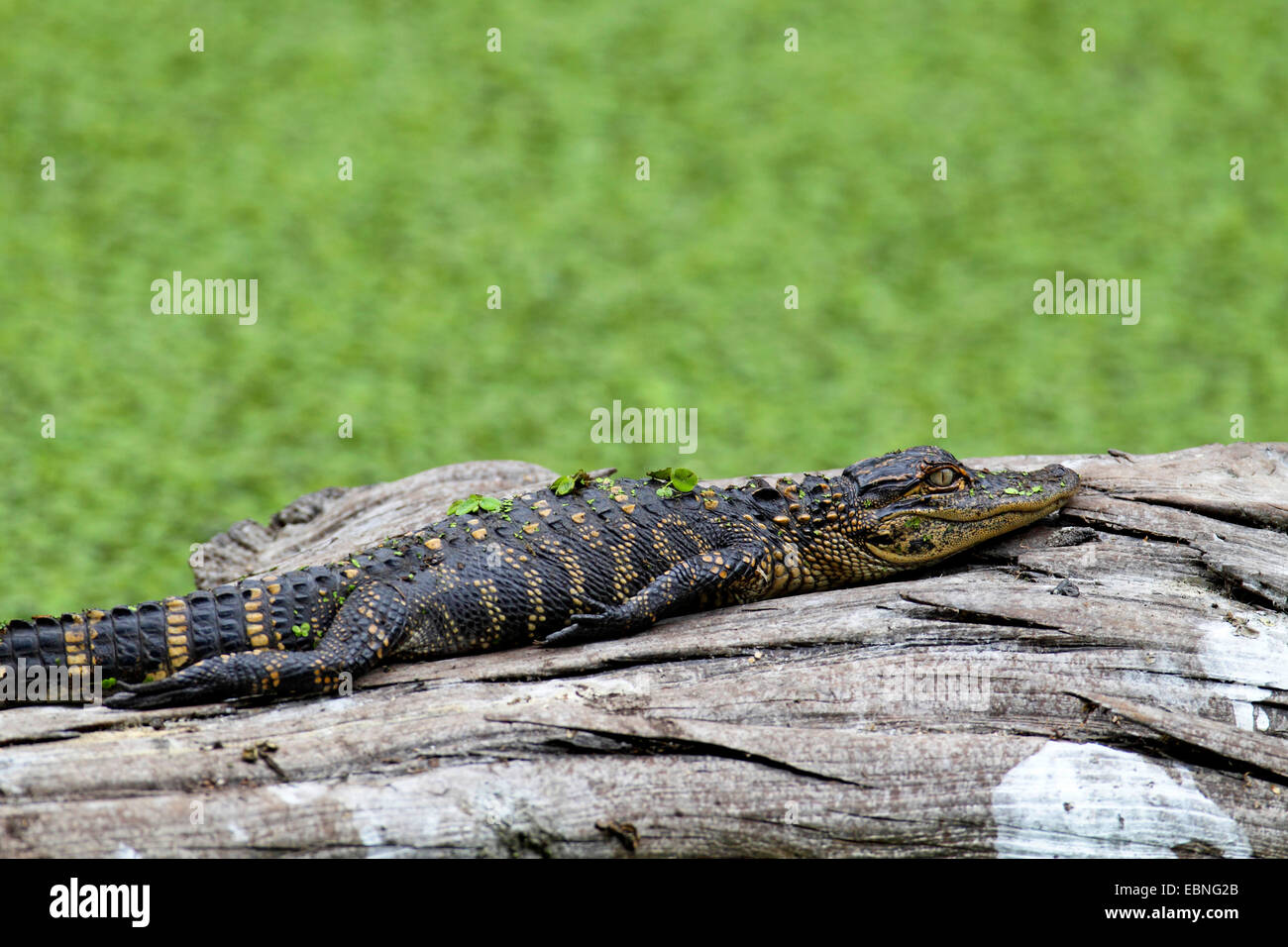 Alligator Alligator mississippiensis) (alligator, jeune couché sur un tronc d'arbre mort dans l'eau, USA, Floride Banque D'Images