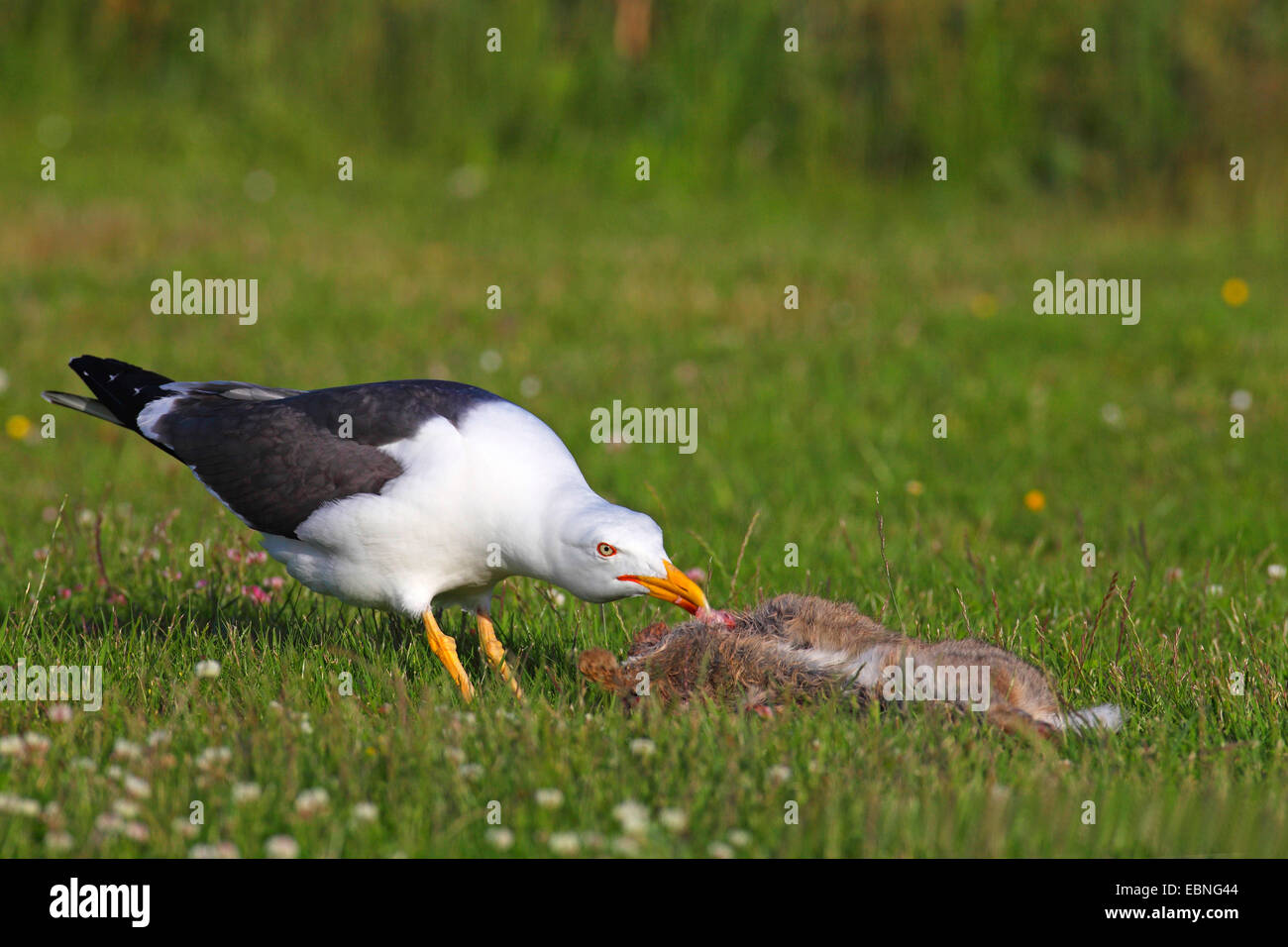 Moindre Goéland marin (Larus fuscus), l'alimentation d'un gull dead hare, Pays-Bas, Frise Banque D'Images