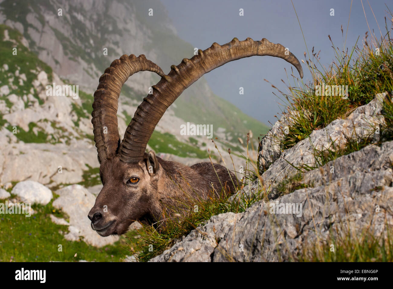 Bouquetin des Alpes (Capra ibex, Capra ibex ibex), buck sur un rocher, la Suisse, l'Alpstein, Saentis Banque D'Images