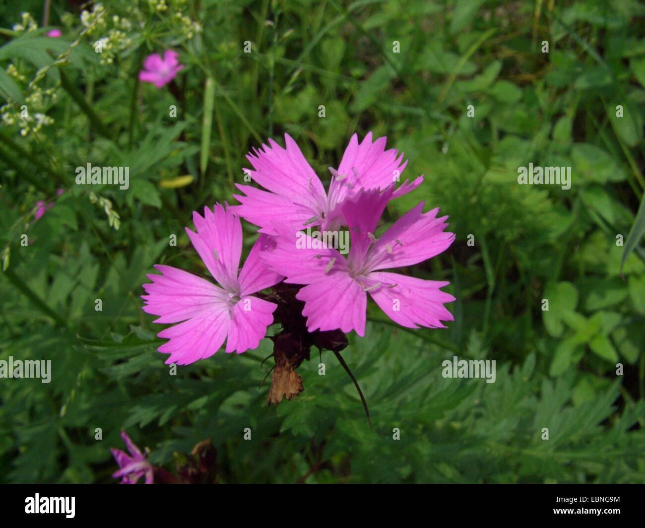 Rose, rose Clusterhead chartreux (Dianthus carthusianorum), inflorescence, Pologne Banque D'Images