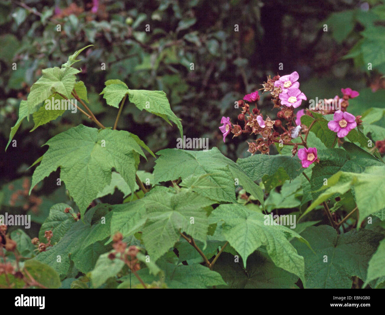 La framboise, la floraison floraison mauve-framboise, ronce, American bramble (Rubus odoratus), blooming Banque D'Images