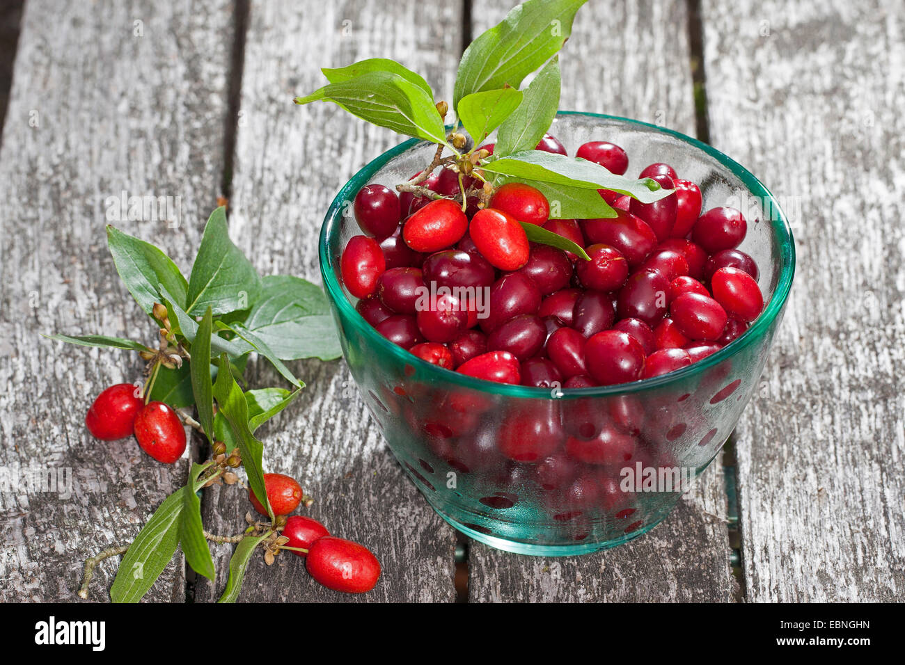 Bois de cerisier en cornaline (Cornus mas), recueilli les fruits dans un bol en verre, Allemagne Banque D'Images