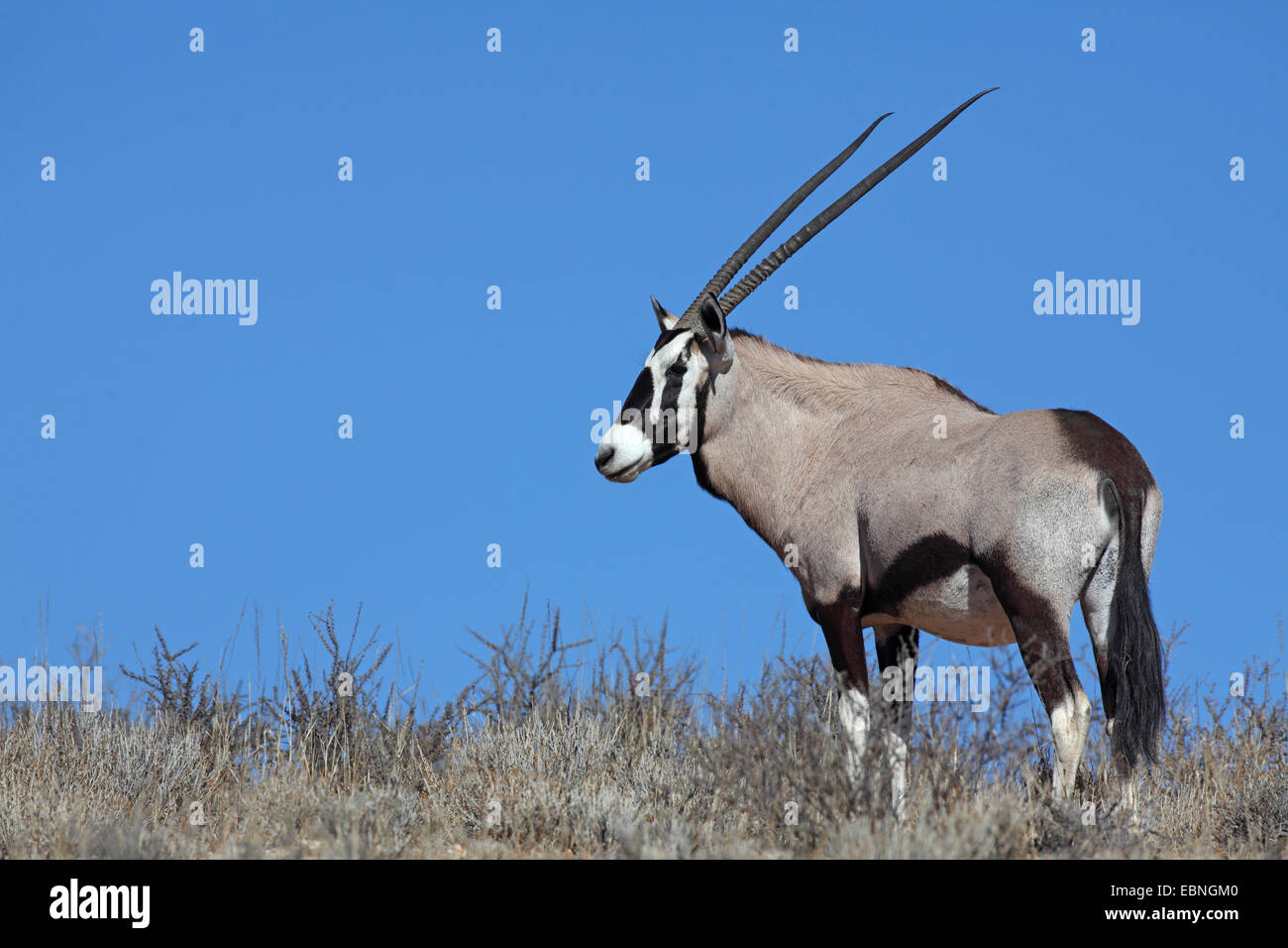 Gemsbok, Oryx gazella beisa (), oryx se dresse au sommet d'une dune en face de l'Afrique du Sud, ciel bleu, Kgalagadi Transfrontier National Park Banque D'Images