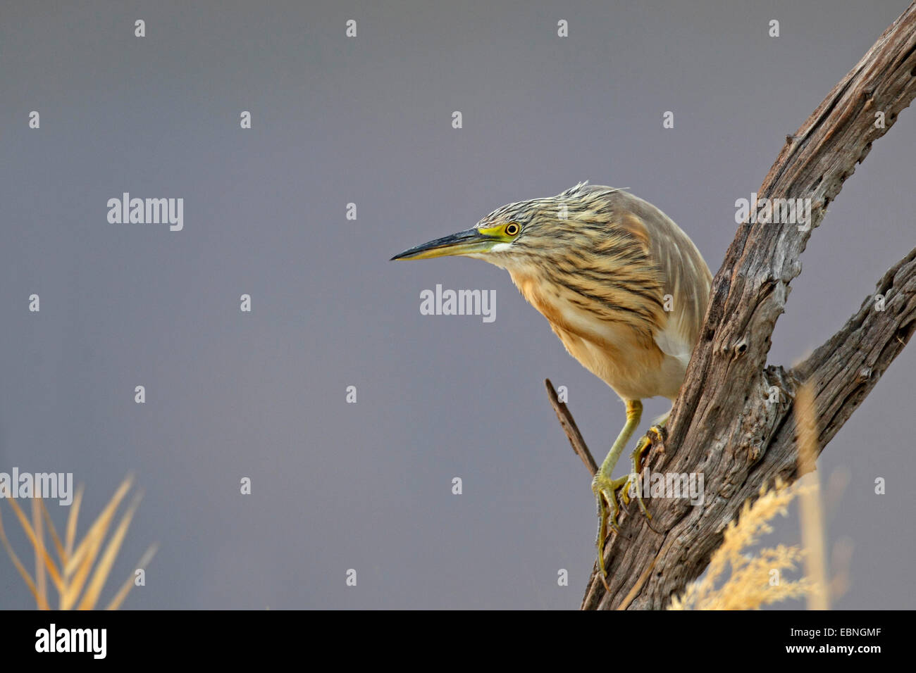 Crabier chevelu (Ardeola ralloides), d'oiseaux immatures se trouve sur un arbre mort, Afrique du Sud, le Parc National de Pilanesberg Banque D'Images