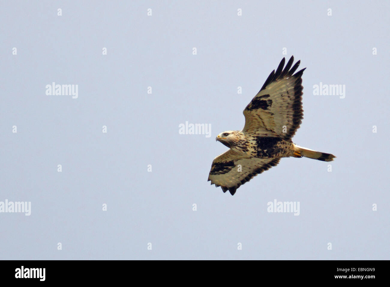 La Buse pattue (Buteo lagopus), voler, Suède, Falsterbo Banque D'Images