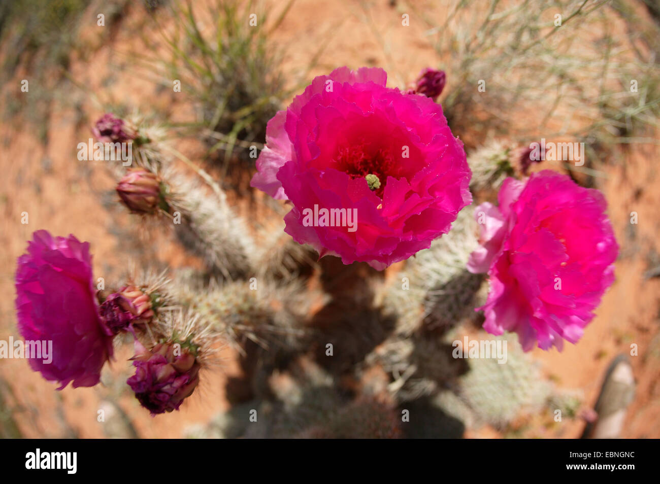 Castor (Opuntia spec.), Opuntia, USA, Utah Banque D'Images