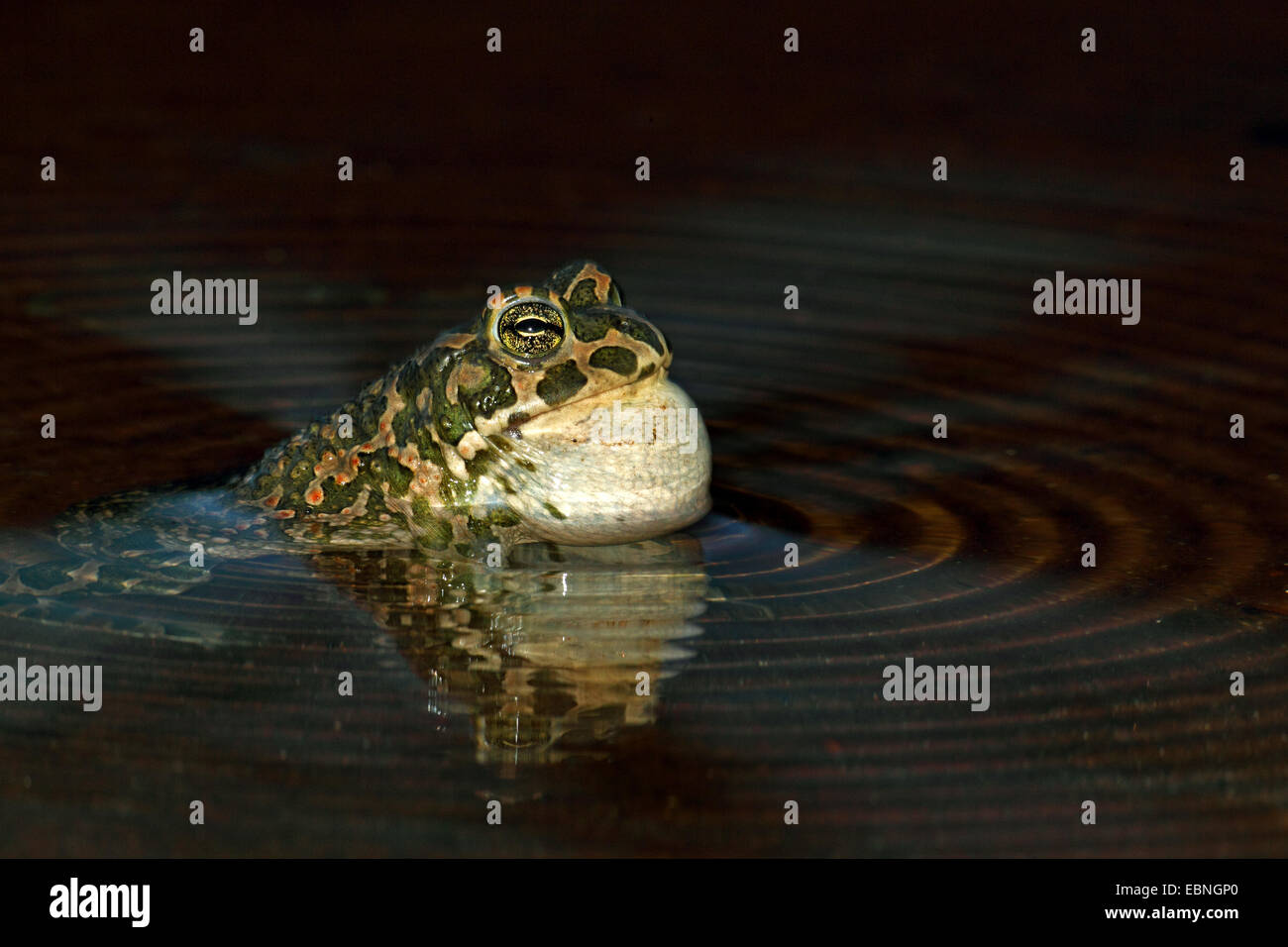 Crapaud vert (Bufo bigarré, viridis), homme appelant en eau peu profonde, la Bulgarie Banque D'Images