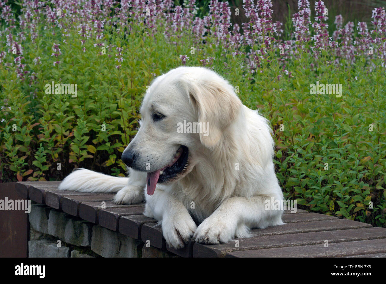 Golden Retriever (Canis lupus f. familiaris), homme couché sur un banc en face de fleurs roses Banque D'Images