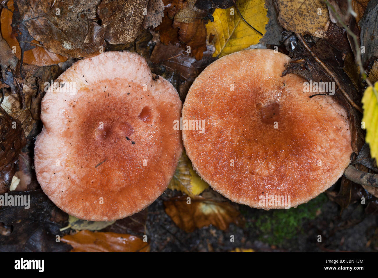 Milkcap laineux, Barbus milkcap (Lactarius torminosus), high angle view sur deux organes de fructification, Allemagne Banque D'Images