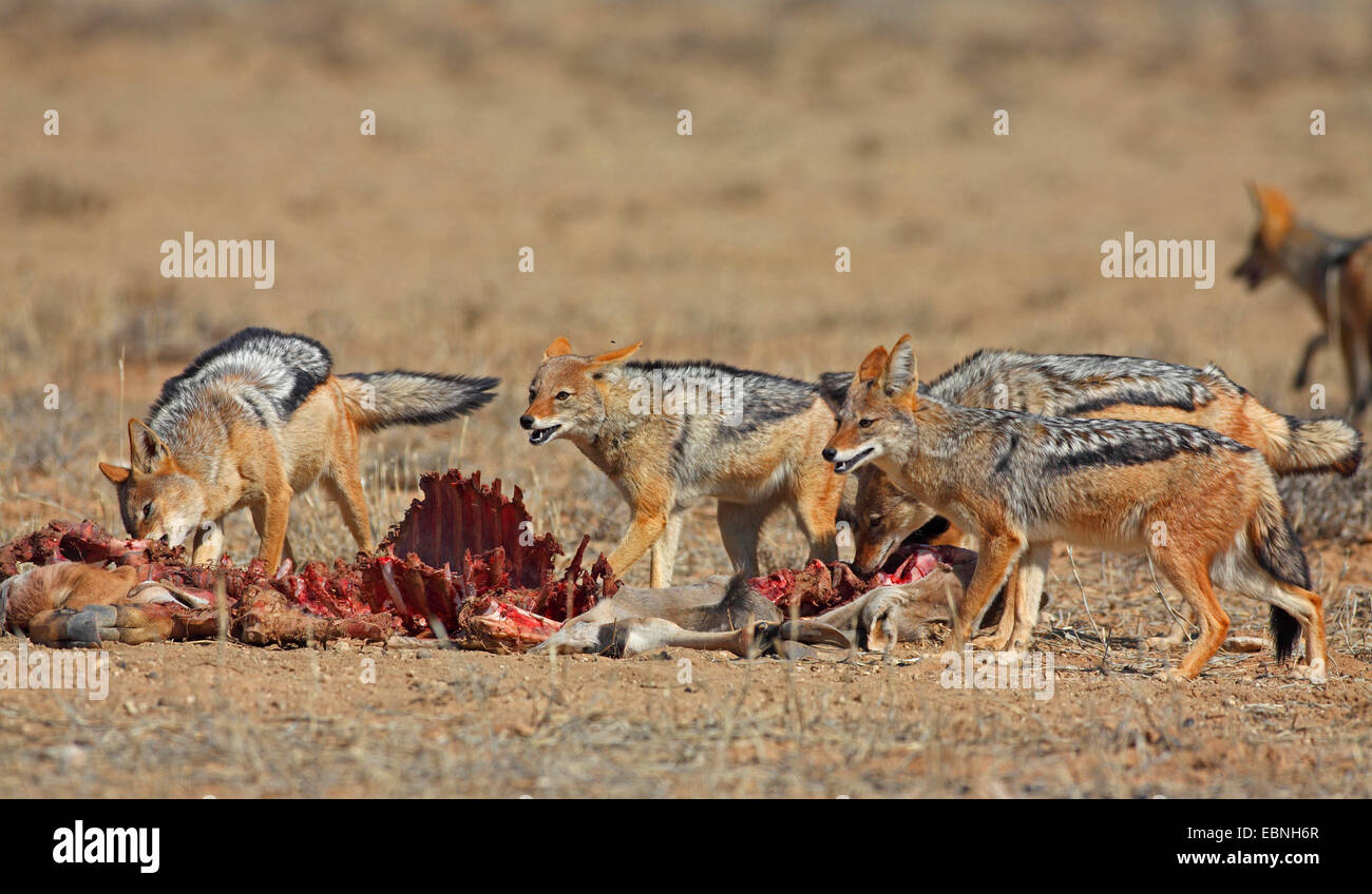 Le chacal à dos noir (Canis mesomelas), Groupe de manger dans une impasse des gnous, Afrique du Sud, Kgalagadi Transfrontier National Park Banque D'Images
