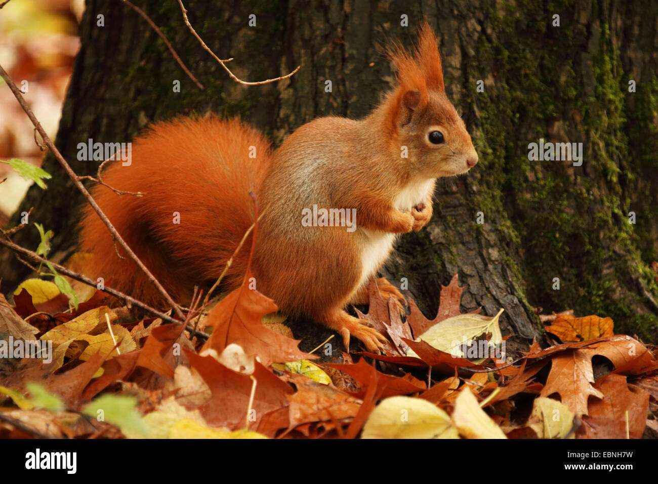 L'écureuil roux européen eurasien, l'écureuil roux (Sciurus vulgaris), assis à l'automne le feuillage à un tronc d'arbre, de l'Allemagne, la Saxe Banque D'Images