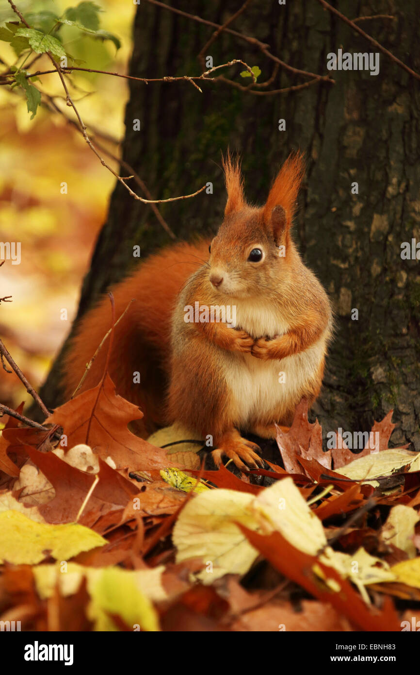 L'écureuil roux européen eurasien, l'écureuil roux (Sciurus vulgaris), assis à l'automne le feuillage à un tronc d'arbre, de l'Allemagne, la Saxe Banque D'Images