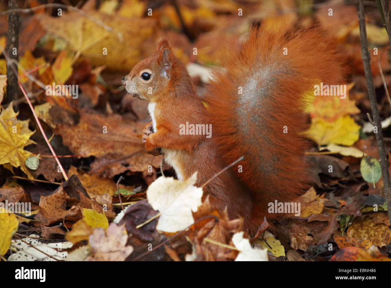 L'écureuil roux européen eurasien, l'écureuil roux (Sciurus vulgaris), assis à l'automne feuillage, Allemagne, Saxe Banque D'Images
