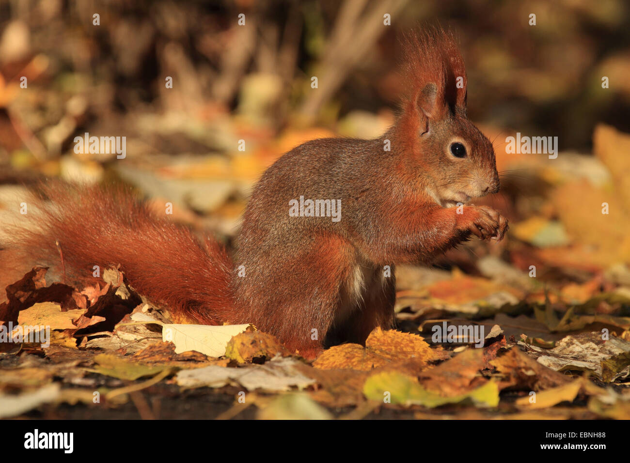 L'écureuil roux européen eurasien, l'écureuil roux (Sciurus vulgaris), assis à l'automne le feuillage et l'alimentation, de l'Allemagne, la Saxe Banque D'Images