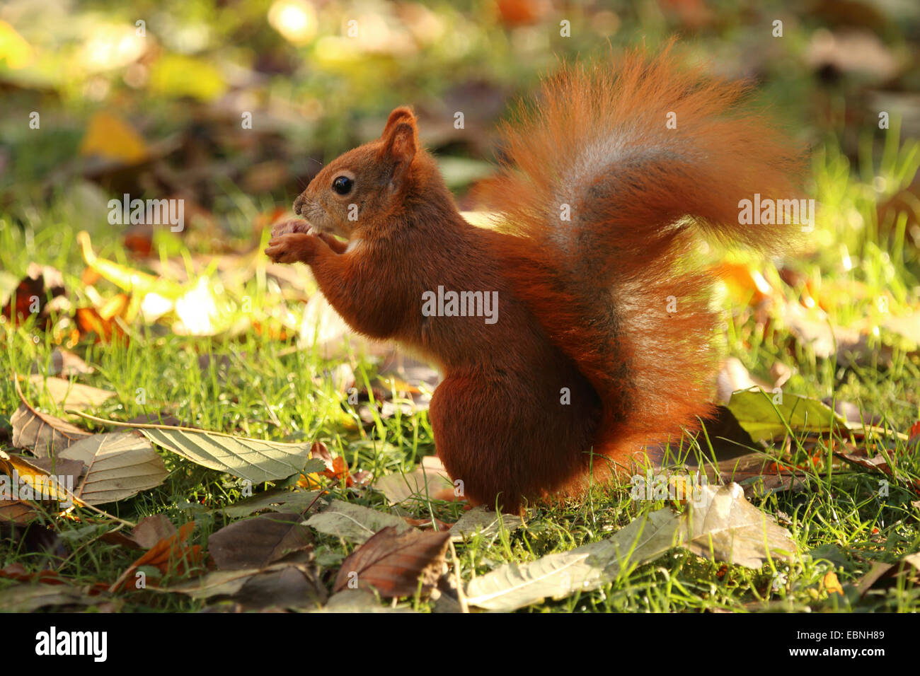 L'écureuil roux européen eurasien, l'écureuil roux (Sciurus vulgaris), assis sur le sol et l'alimentation, de l'Allemagne, la Saxe Banque D'Images