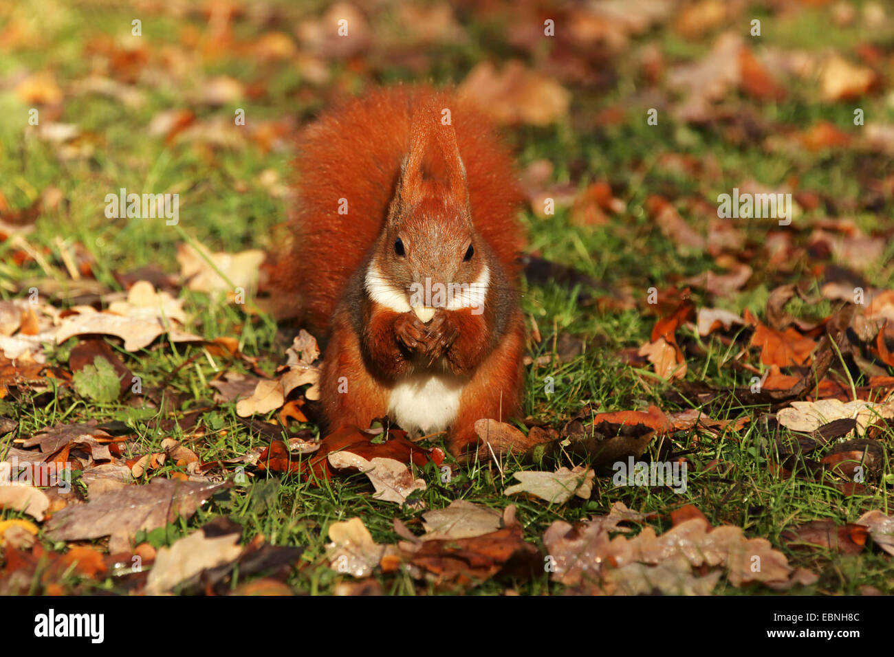 L'écureuil roux européen eurasien, l'écureuil roux (Sciurus vulgaris), assis sur le sol et l'alimentation, de l'Allemagne, la Saxe Banque D'Images