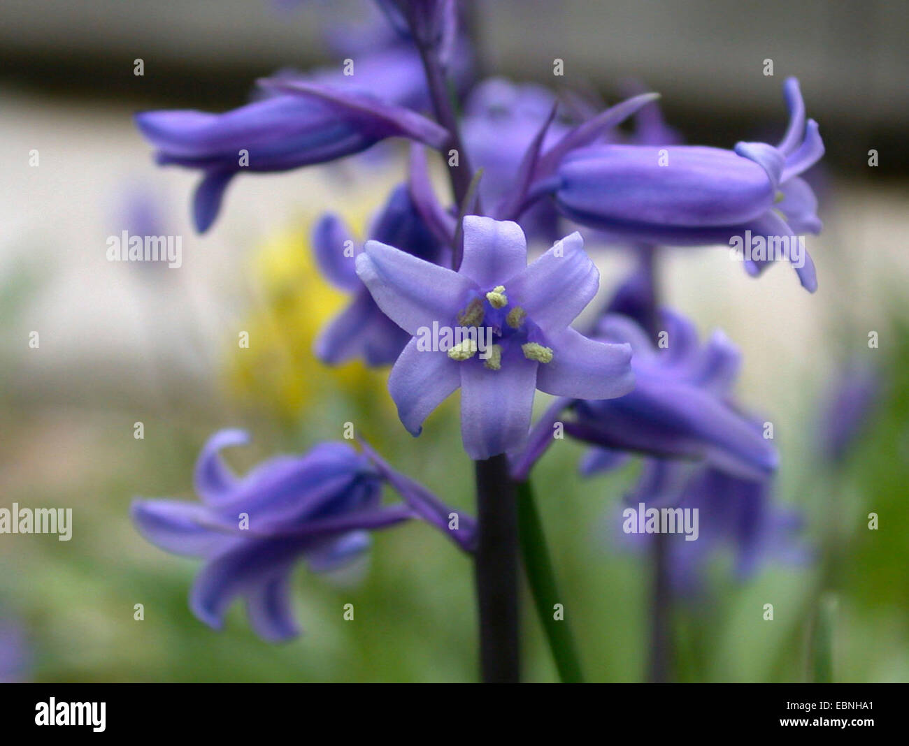Bluebell atlantique (Hyacinthoides non-scripta, Endymion non-scriptus, Scilla non-scripta), détail d'une inflorescence Banque D'Images