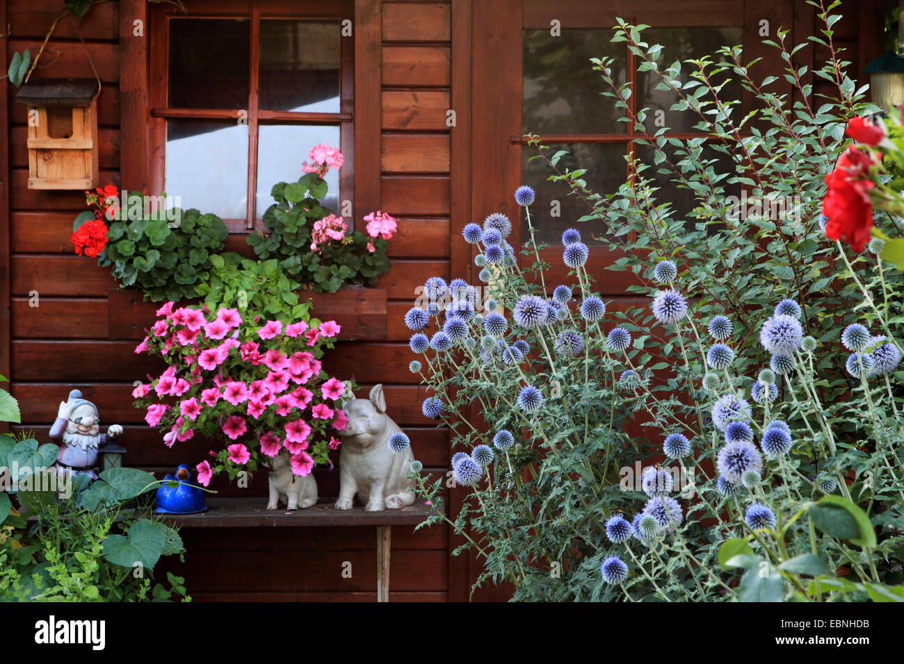 Les pétunias, géraniums et globe de chardons à une cabane de jardin avec des porcs et de nain de jardin, Allemagne Banque D'Images