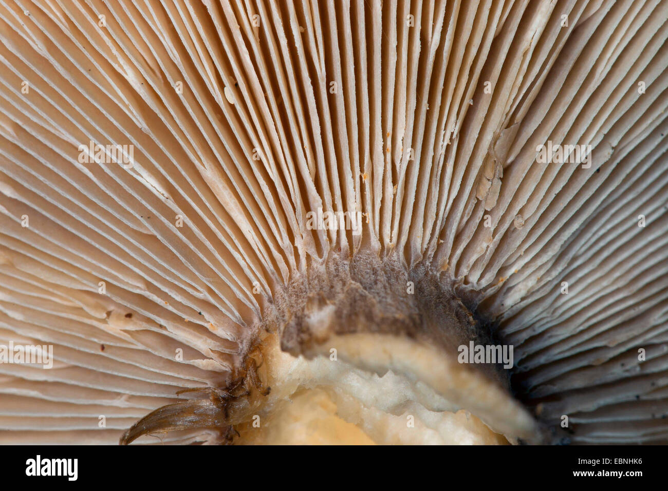 Toadstall Crème de champignons gris, Melanoleuca Melanoleuca (melaleuca, Melanoleuca vulgaris, Tricholoma melaleucum), dessous de la pac avec des branchies, Allemagne Banque D'Images