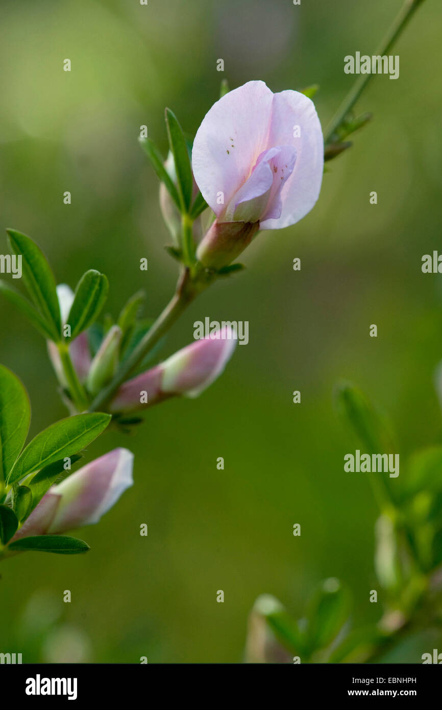 Chamaecytisus purpureus pourpre (balai), fleurs, Autriche Banque D'Images