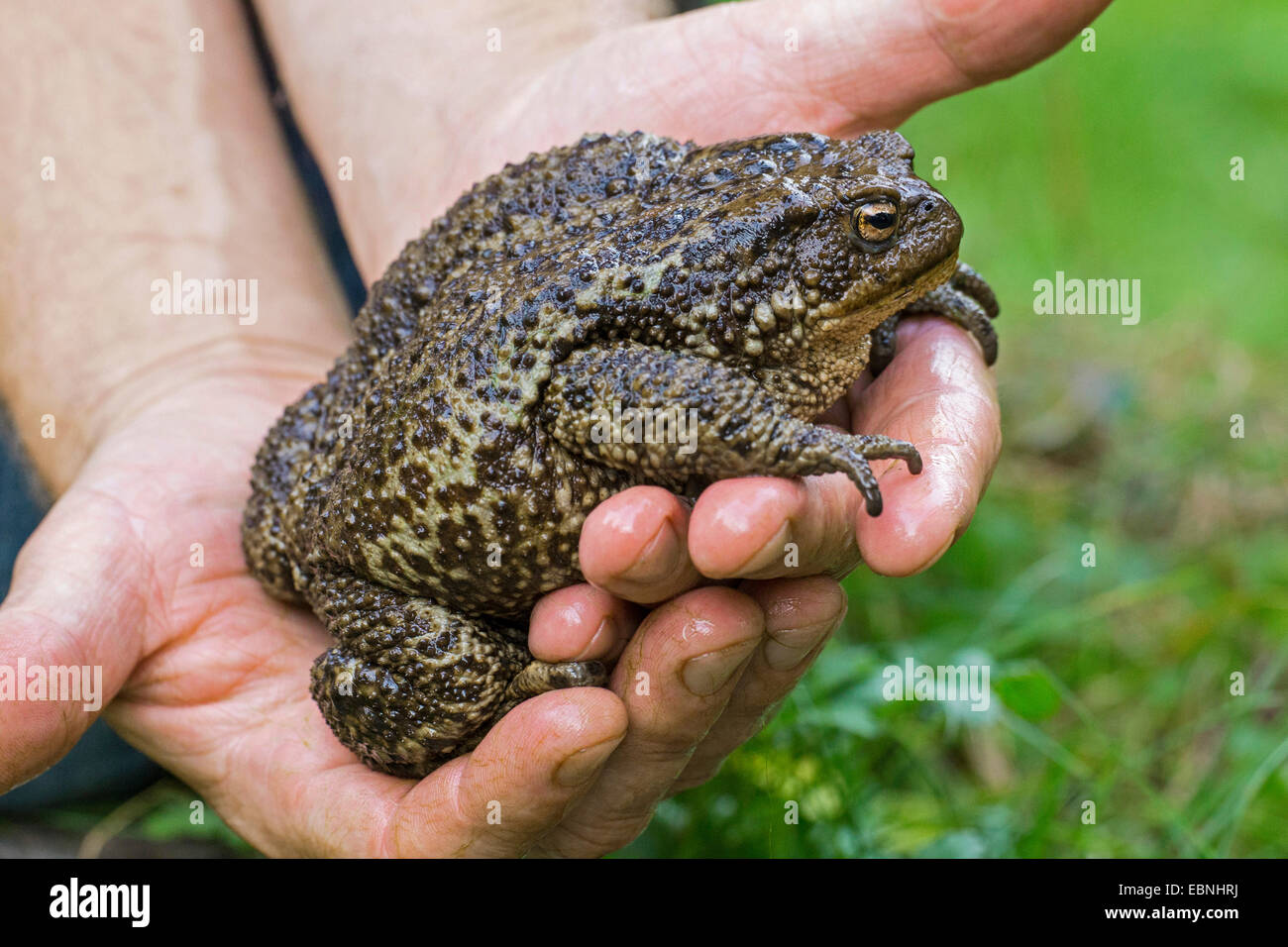 Crapaud commun (Bufo bufo spinosus), femme assise sur deux mains Banque D'Images