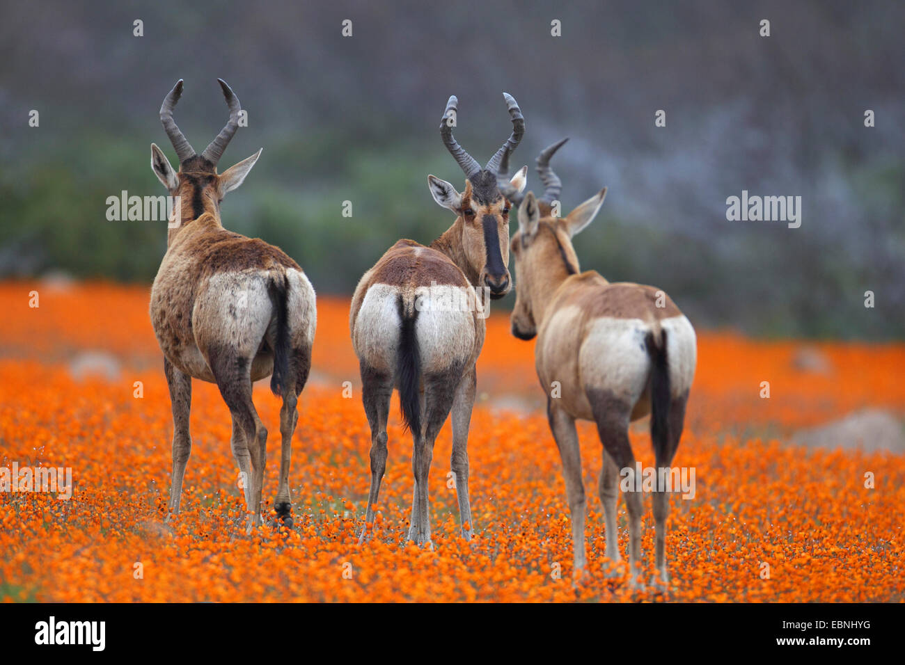 Bubale rouge, cape rouge (Alcelaphus buselaphus bubale caama), trois bubales stand dans une prairie de daisys, vue de dos, l'Afrique du Sud, le Parc National Namaqua Banque D'Images
